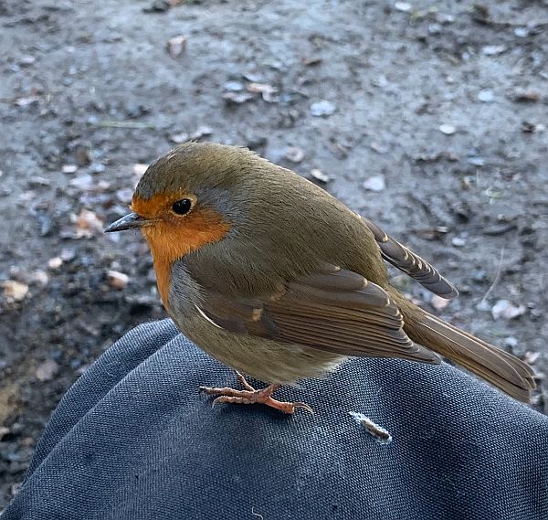 The Robin on Bobby's work trousers.