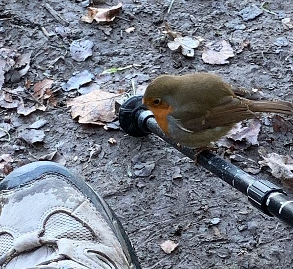 The Robin on Bobby's walking pole.