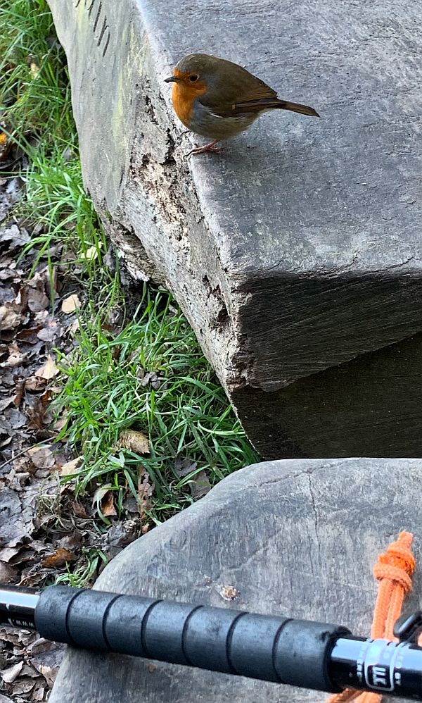 The Robin back on the seat of the log bench.