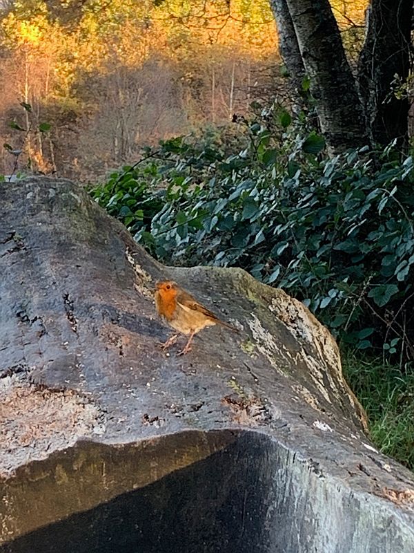 The Robin on the back of the carved log bench.