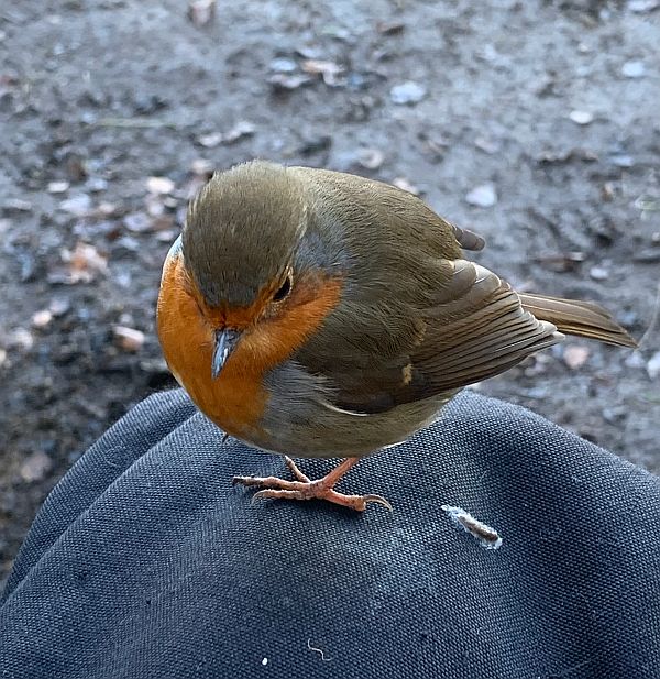 The Robin back on Bobby's trousers - complete with deposited "present"!