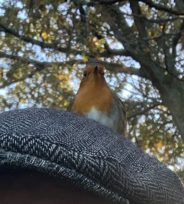 The Robin on the top of Bobby's Trilby hat - whilst on his head.