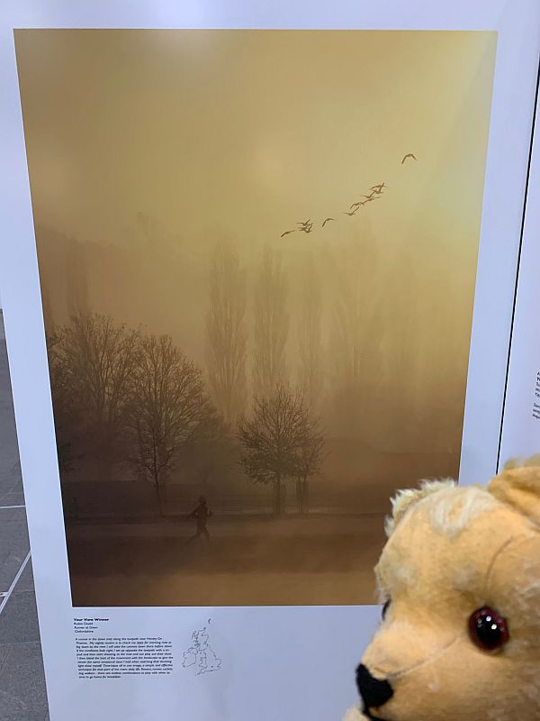 Silhouetted birds in a yellow-misty treescape.