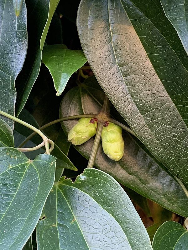 Clematis Armandii