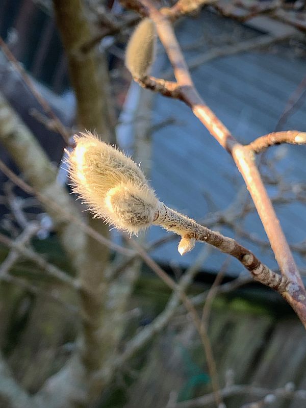 Magnolia Stellata