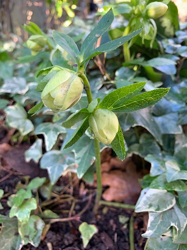 Hellebore