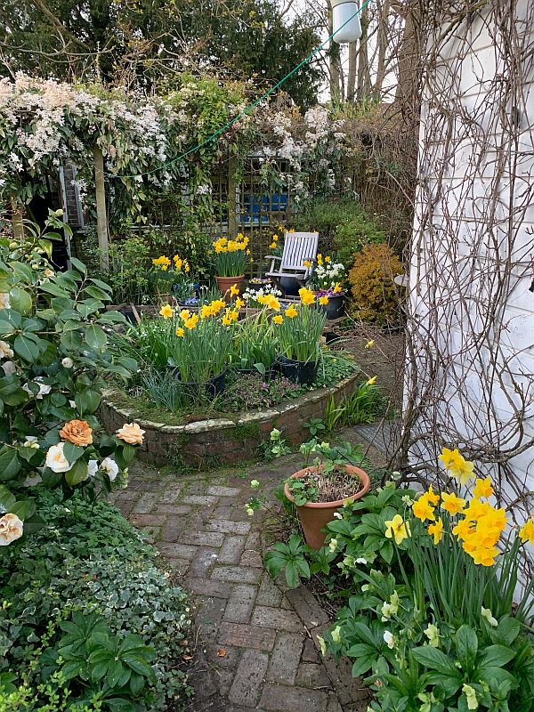 Daffodils growing in the garden of Laurel Cottage.