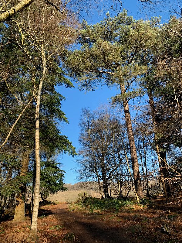 Abinger Roughs.