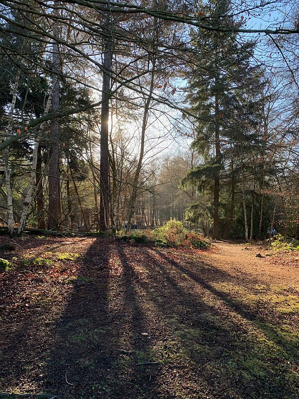 Early morning sun through the trees.