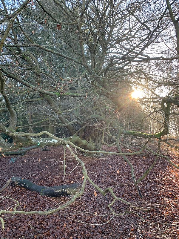 Witches Broom Tree.