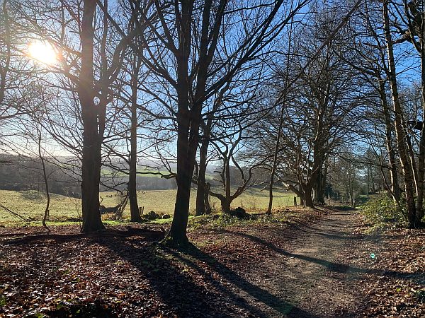 Sun through the trees.