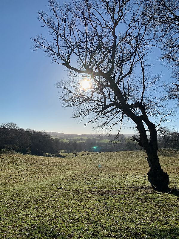 View through a silhouetted tree.