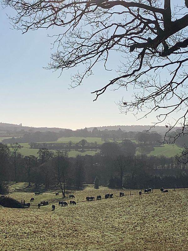 Belted Galloways in the distance.