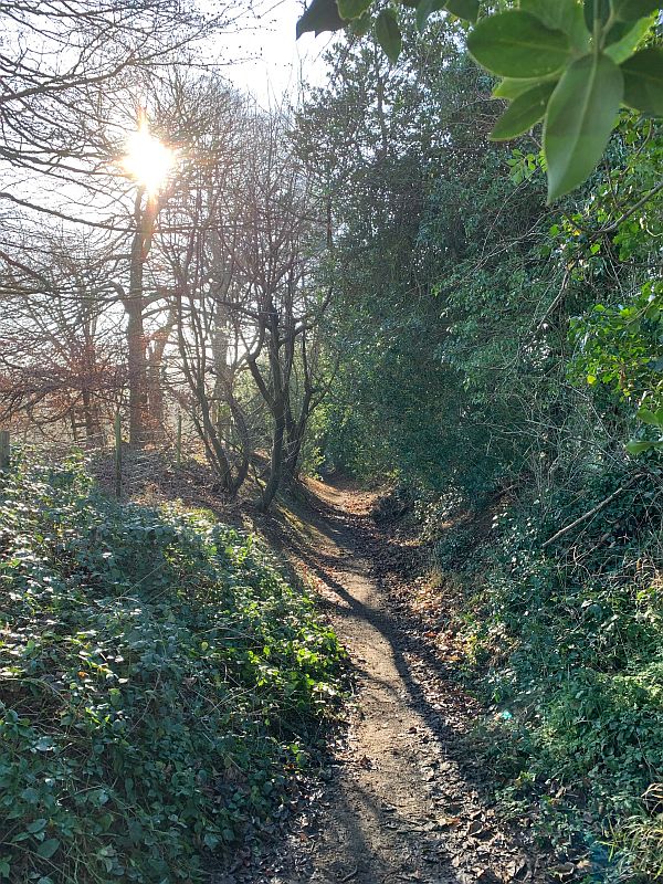 Track through the woods.