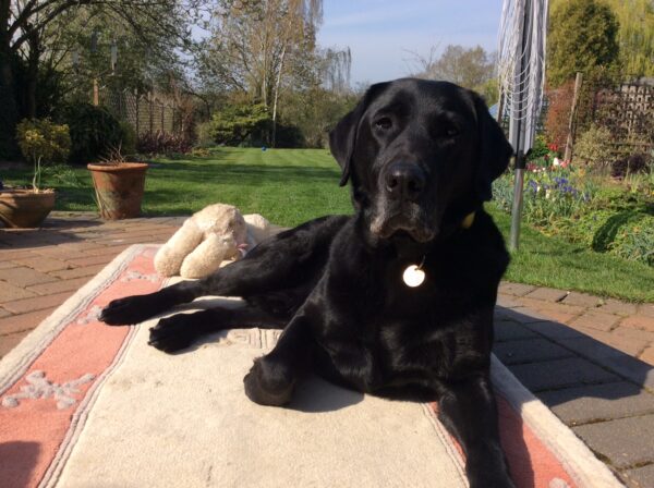 Oakley chilling on a blanket