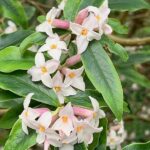 White flowers of a Daphne.