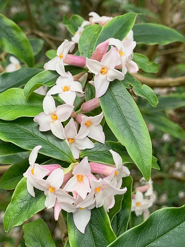 White flowers of a Daphne.