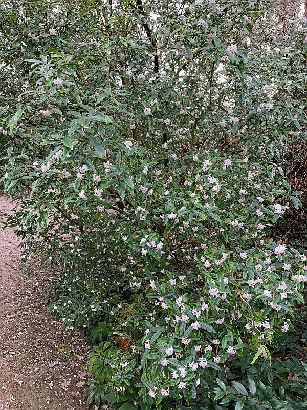 A Daphne laden with flowers.