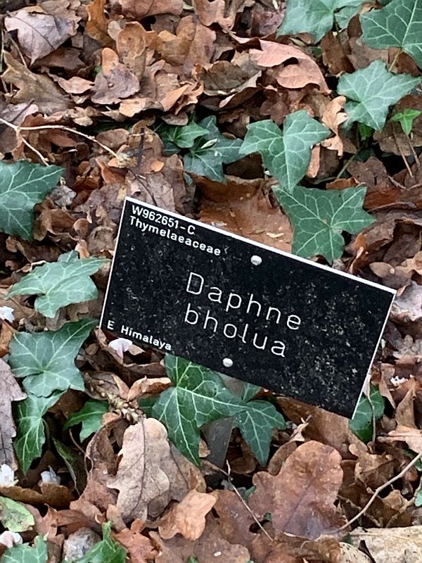 Nameplate for Daphne bholua.