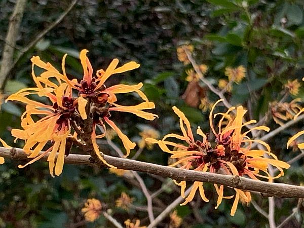 Witch Hazel (scented).