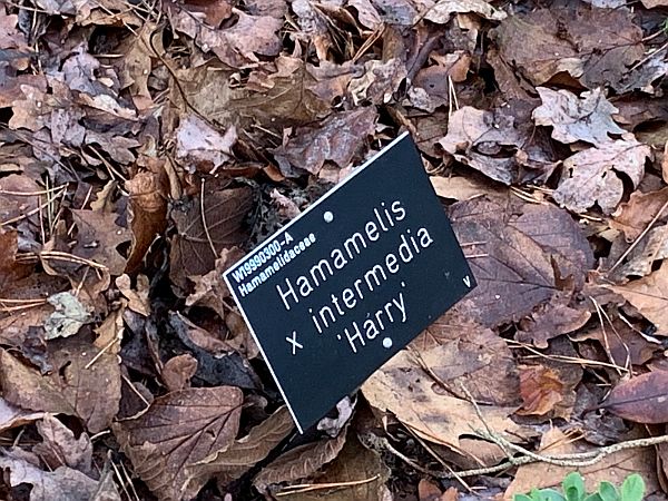 Nameplate for Witch Hazel - Hamamelis intermedia 'Harry@