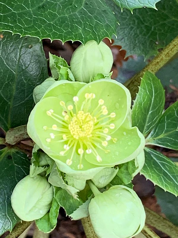 Hellebore.