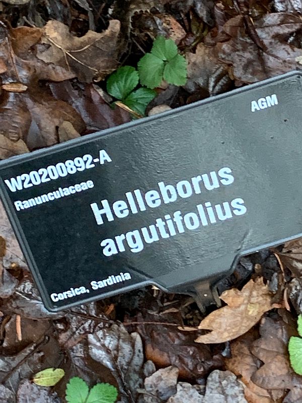 Nameplate for Hellebore. Helleborus Argutifolius.