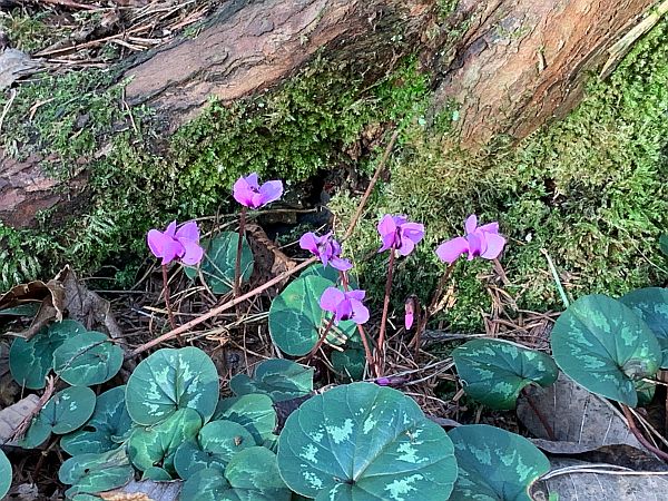 Cyclamen.