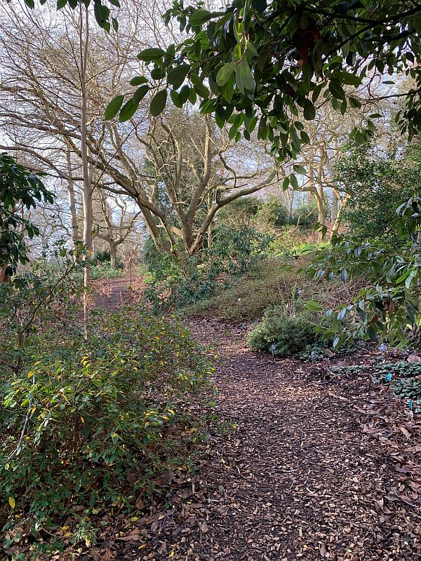 Wood chipping path through a tree-lined Battleston Hill.