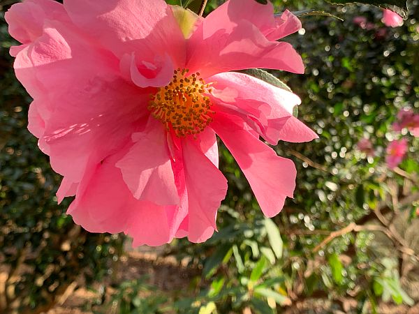 Camellia Showgirl.