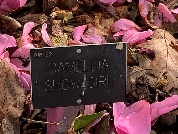 Nameplate for Camellia Showgirl.
