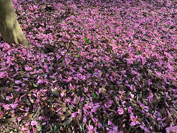 Fallen flowers of "Showgirl" making a pink carpet on the ground.