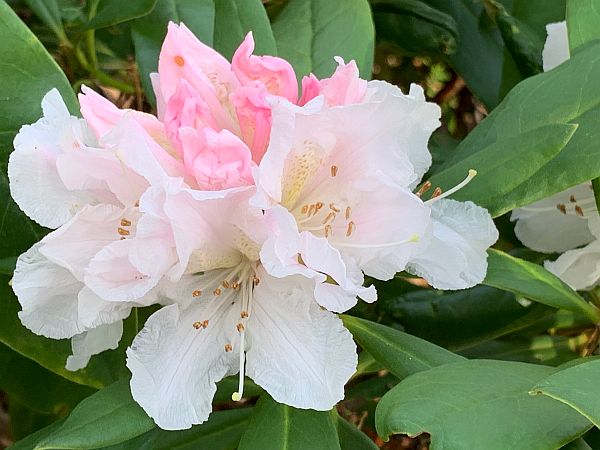 Early Rhododendron.