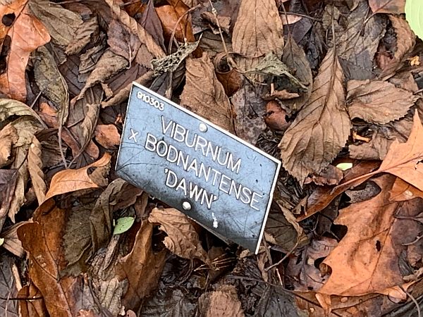 Nameplate for Viburnum: Viburnum Bodnantense 'Dawn'.