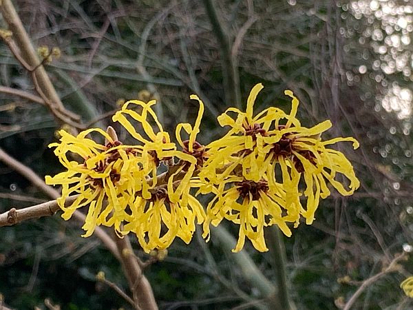 Witch Hazel. Different variety (scented).