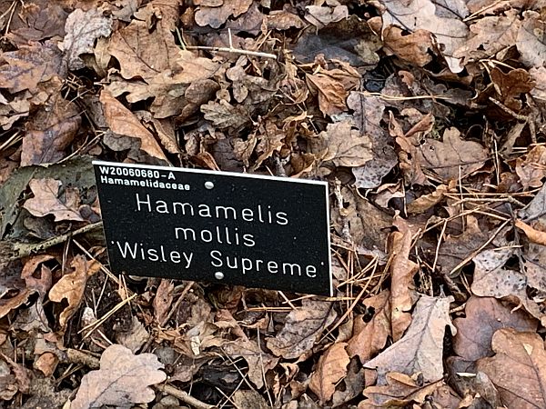 Nameplate for Witch Hazel: Hamamelis mollis Wisley Supreme.