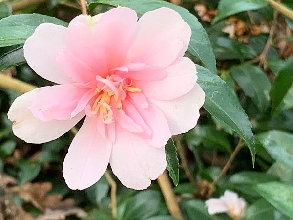 Camellia.