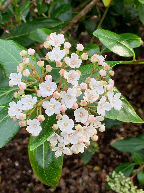 Viburnum (different variety).