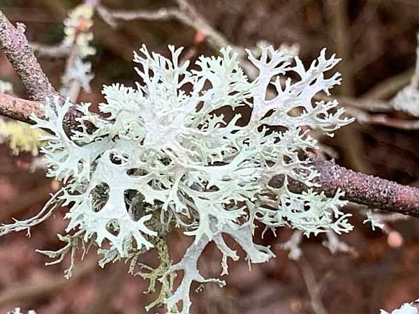 Lichen.