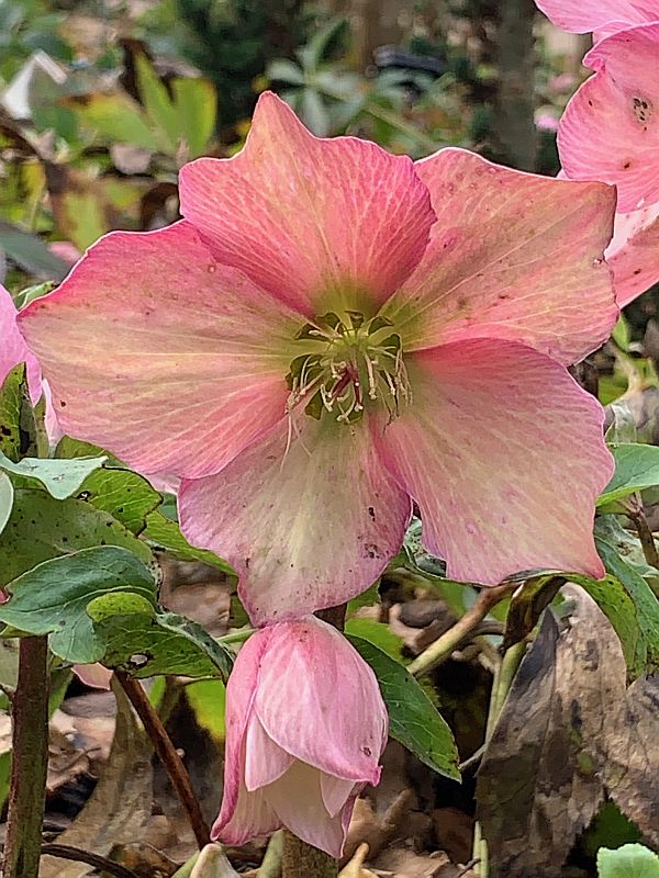 Hellebore.