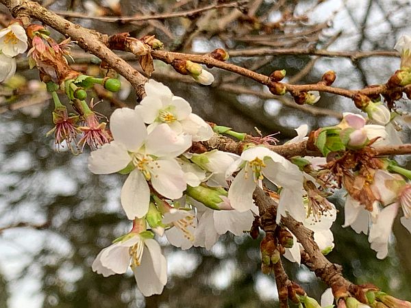 Prunus (Cherry).