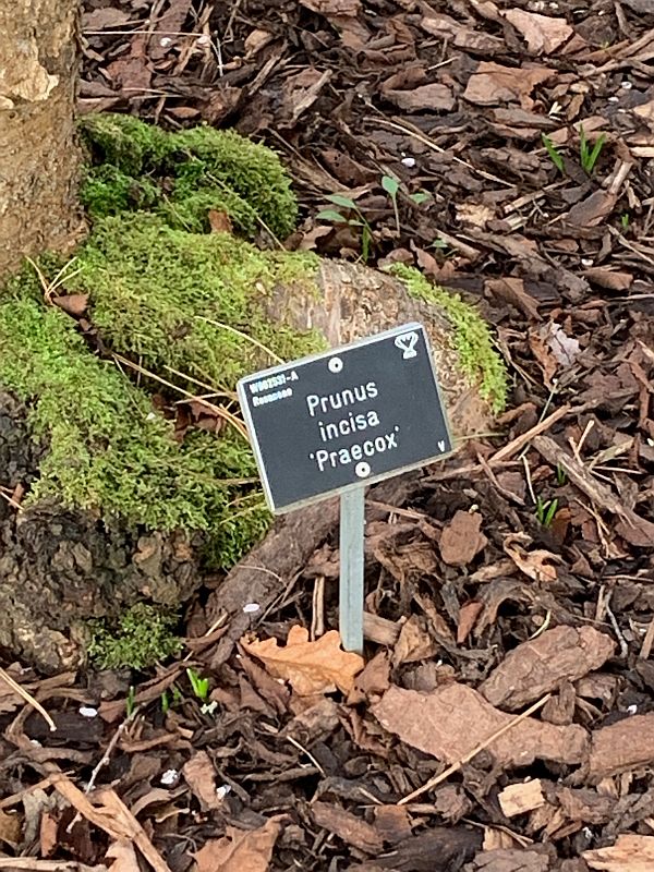 Nameplate for Cherry: Prunus incisa 'Praecox'.