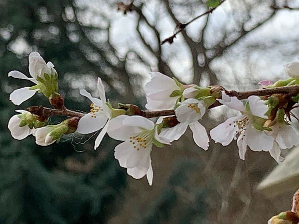 Prunus (Cherry).