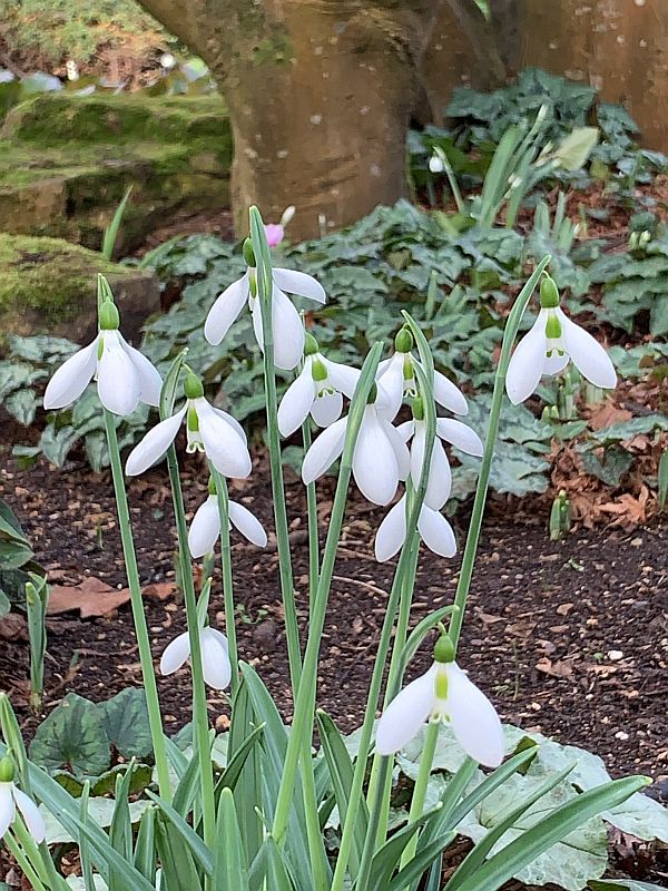 Snowdrops.