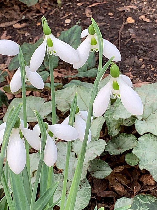 First Snowdrops. One of our favourite flowers. The harbinger of spring.
