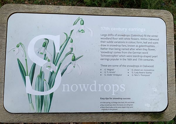 Interpretation board explaining "Snowdrop" comes from the German word "Schneetropfen", which were teardrop shaped earrings popular in the 16th and 17th centuries.