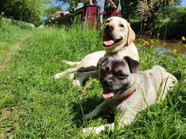 Ozzie and Loki with new floatyboatyhome behind