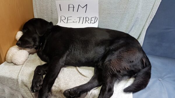 Oakley asleep with a note saying I am Re(ally)tired!