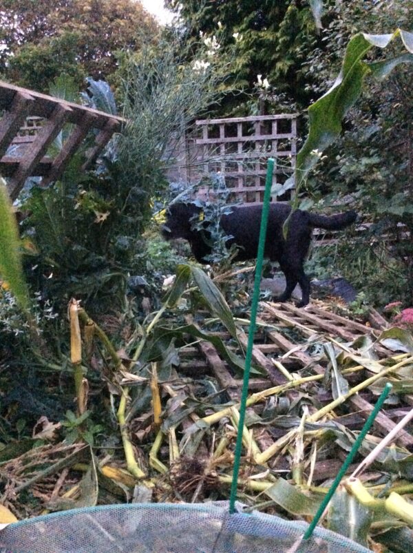 Oakley raiding the Veg Patch.