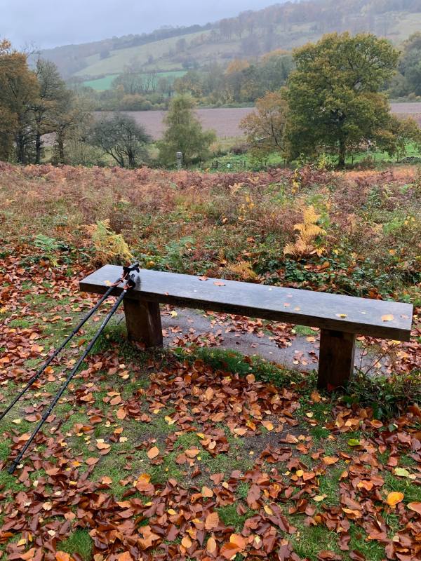 The wet bench covered in auntumnal leaves, with Bobby's walking sticks on it.